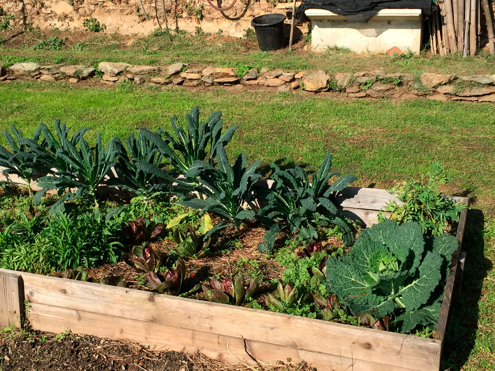 Produzione dell' orto-giardino Casa Lajolo dimora storica a Piossasco in Piemonte